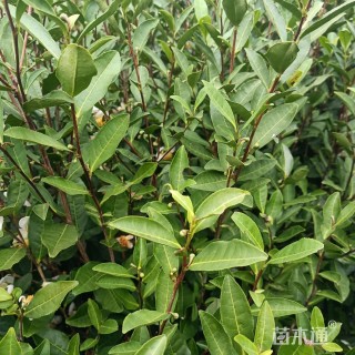 冠幅55厘米黄茶球