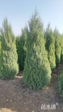 高度260厘米圆柏