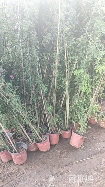 高度150厘米蔷薇