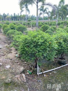 高度150厘米双荚槐