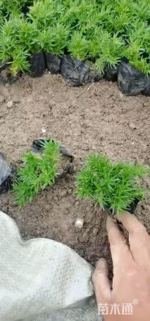 高度8厘米丛生福禄考