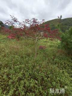 高度150厘米羽毛枫