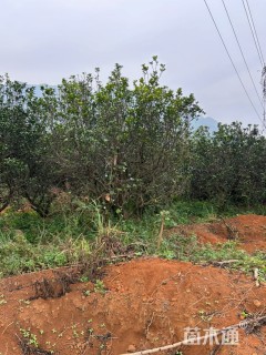 20公分柚子树