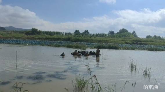 高度50厘米狐尾藻