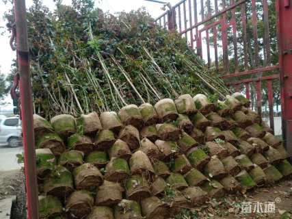 100厘米藤本月季