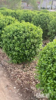 冠幅100厘米胶东卫矛球