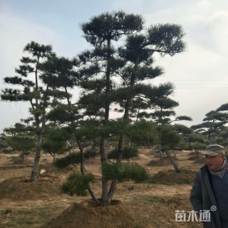 30公分造型龙柏