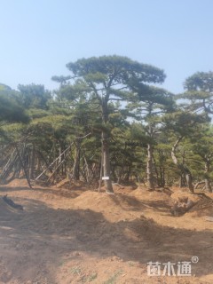 造型油松