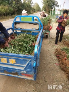 主蔓长50厘米小叶扶芳藤