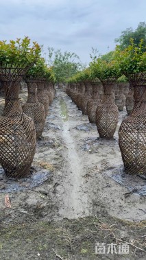 50公分紫薇花瓶