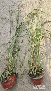 高度25厘米大布尼狼尾草