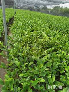 高度30厘米含笑