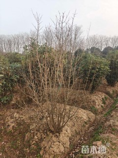 高度230厘米花石榴