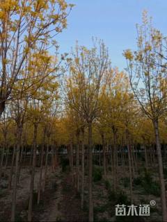 13公分金叶白蜡