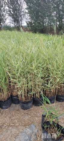 高度50厘米花叶芦竹