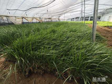 高度80厘米拂子茅