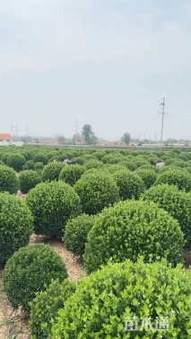 冠幅60厘米冬青球