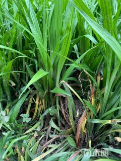 高度30厘米吉祥草