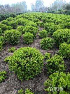 7厘米金叶女贞球