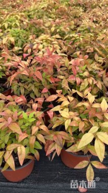 高度30厘米火焰南天竹