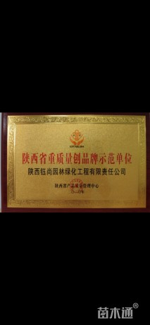 6公分西藏白皮松