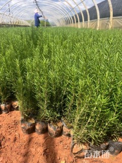 高度20厘米迷迭香