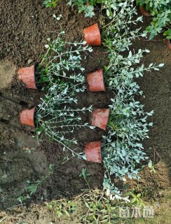 高度15厘米水果兰