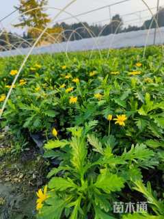 高度20厘米木春菊