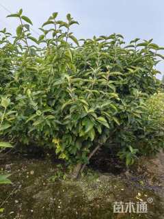 高度2.8厘米木绣球