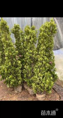 高度180厘米火山榕