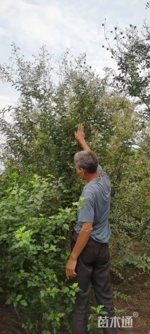 高度250厘米丛生紫薇