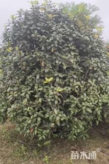 高度350厘米中华石楠