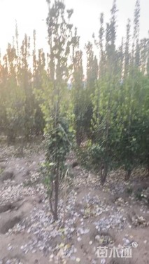 高度180厘米北海道黄杨