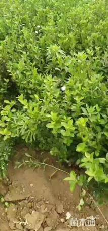 60厘米扶芳藤