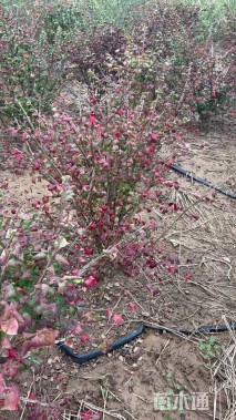 高度80厘米火焰卫矛