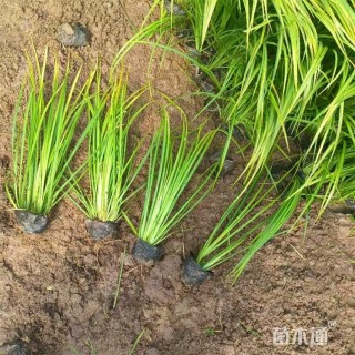 高度25厘米石菖蒲