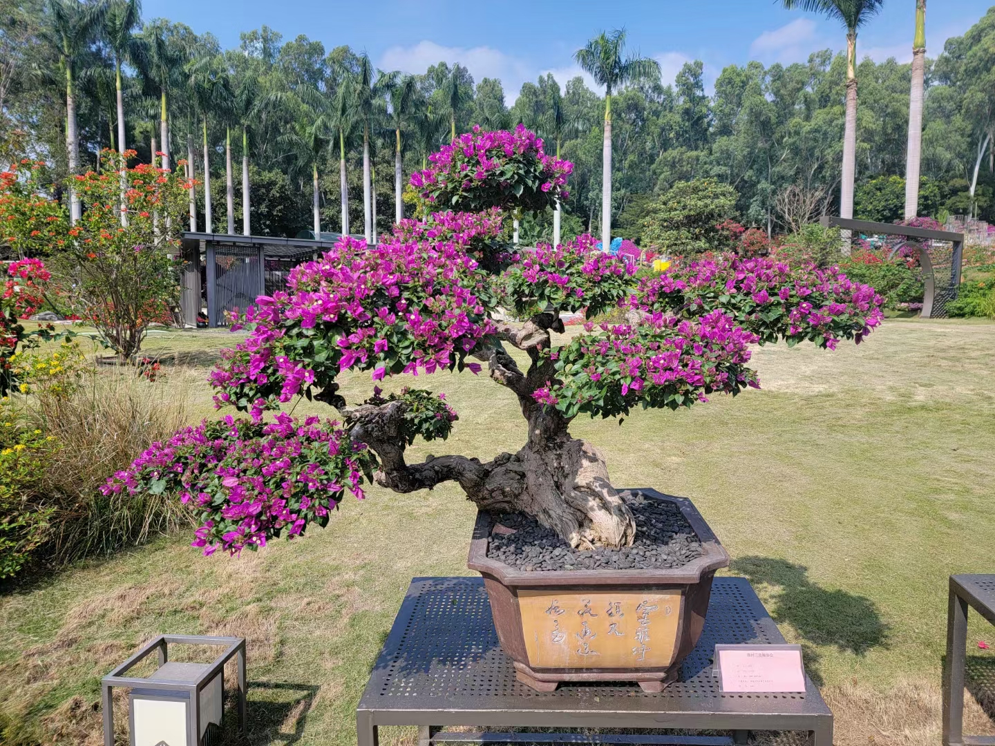 高度50厘米三角梅