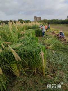 高度160厘米蒲苇