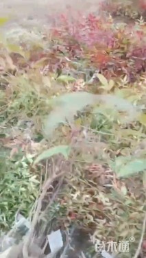 高度35厘米南天竹