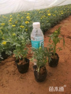 高度20厘米万寿菊