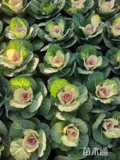 高度15厘米羽衣甘蓝