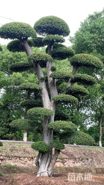 20公分榔榆桩景