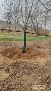 11公分二乔玉兰