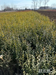 高度60厘米小叶女贞