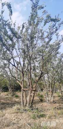 40公分(5杆)丛生朴树
