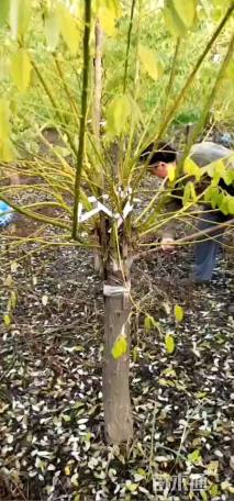 12公分矮杆金枝槐