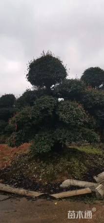 20公分造型椤木石楠