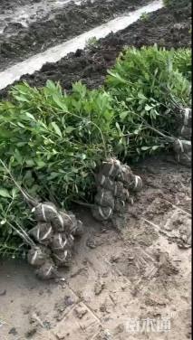 高度30厘米海桐小苗