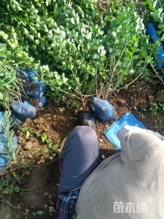 高度40厘米卫矛