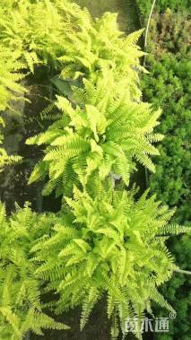 高度30厘米波斯顿蕨